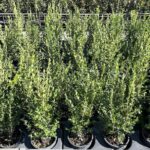 Buxus microphylla ‘Faulkner’