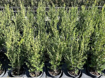 Buxus microphylla ‘Faulkner’
