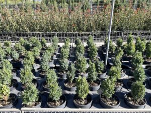 Buxus pumila nana BOSSO NANO