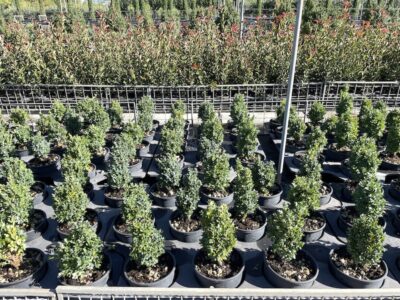 Buxus pumila nana BOSSO NANO