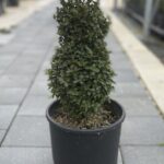 Buxus pumila nana - Bosso Nano