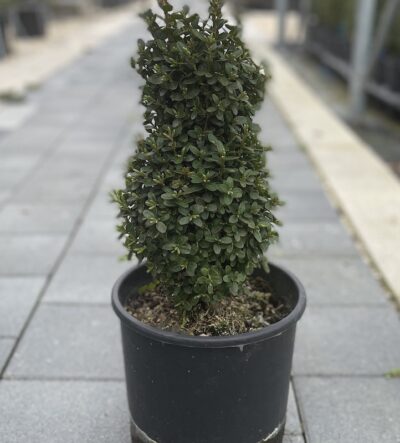 Buxus pumila nana - Bosso Nano