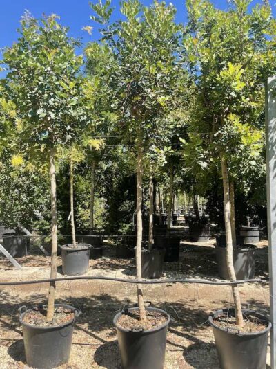 CARRUBO Ceratonia siliqua CT12-14 - Vivai Frappetta