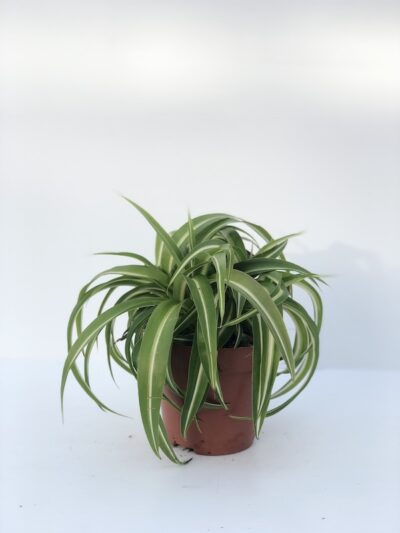 CLOROFITO Chlorophytum comosum Bonnie