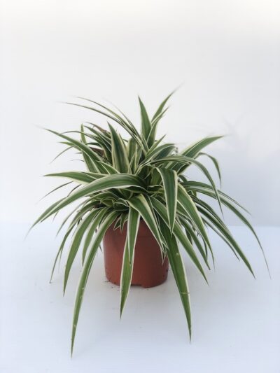 CLOROFITO Chlorophytum comosum Variegatum
