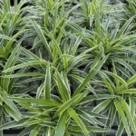 CLOROFITO FALANGIO NASTRINO Chlorophytum comosum