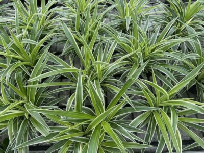 CLOROFITO FALANGIO NASTRINO Chlorophytum comosum