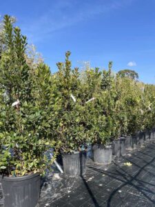 CORBEZZOLO Arbutus unedo Cepuglio CL55