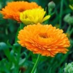 fiori di calendula officinalis