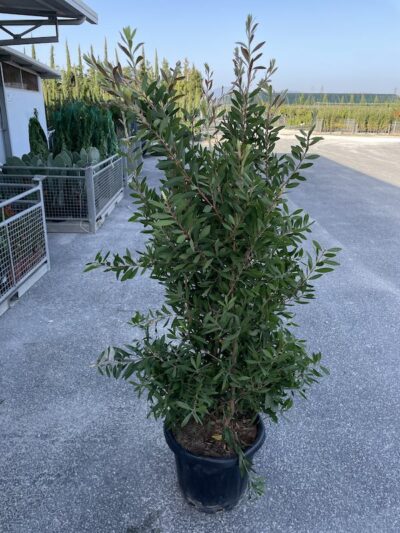 Callistemon citrinus 'Splendens' CL30