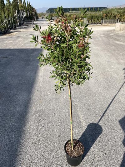 Callistemon citrinus 'Splendens' Mezzo fusto