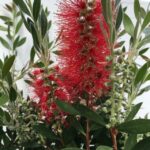 particolare del fiore di callistemon citrinus splendens