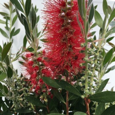 particolare del fiore di callistemon citrinus splendens