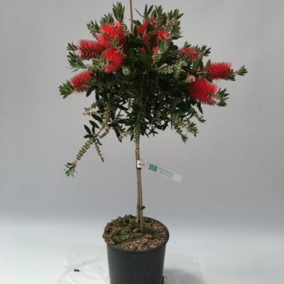 pianta in vaso di callistemon laevis