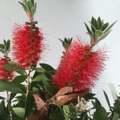 particolare dei fiori di callistemon laevis