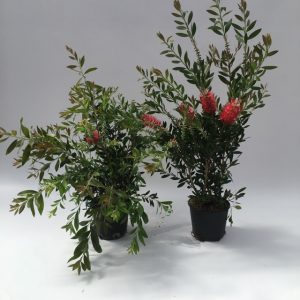 esemplari di callistemon laevis e callistemon citrinus splendens