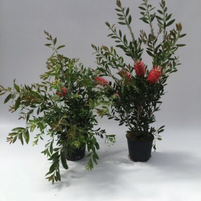 esemplari di callistemon laevis e callistemon citrinus splendens