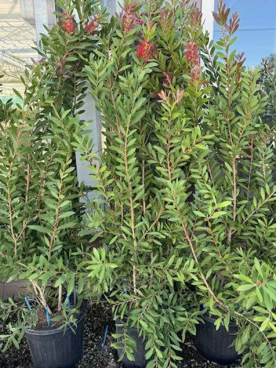 Callistemon splendens