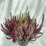 Calluna vulgaris - Brugo - Erica