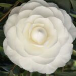 Camellia japonica 'Nuccio's Gem'