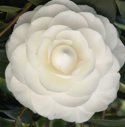 Camellia japonica 'Nuccio's Gem'