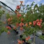 Campsis x tagliabuana 'Madame Galen' BIGNONIA - Vivai Frappetta