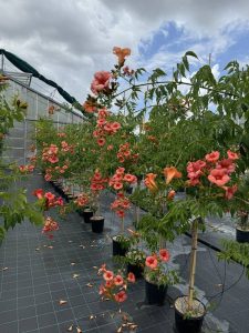 Campsis x tagliabuana 'Madame Galen' BIGNONIA - Vivai Frappetta