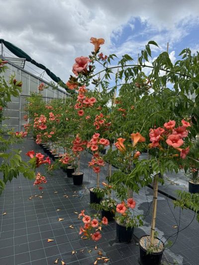 Campsis x tagliabuana 'Madame Galen' BIGNONIA - Vivai Frappetta
