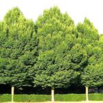 Primo piano di Carpinus betulus