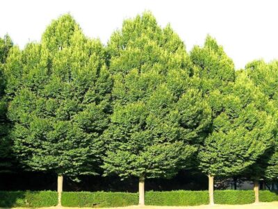 Primo piano di Carpinus betulus