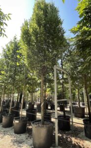 Carpinus betulus 'Pyramidalis'- Alto Fusto