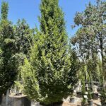Carpinus betulus 'Pyramidalis'- Ramificato