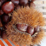 castagno europeo castanea sativa