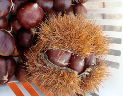 castagno europeo castanea sativa