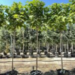 Catalpa bignonioides - Catalpa Comune - Vivai Frappetta
