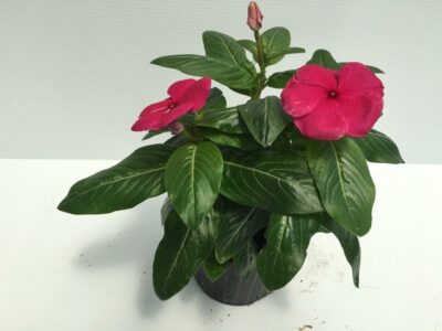 piantina di catharanthus roseus vinca rosea