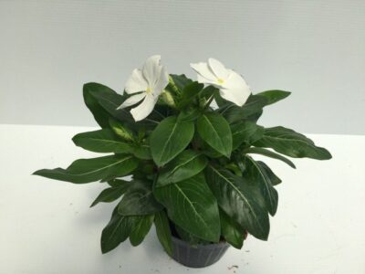 Catharanthus roseus  VINCA ROSEA - immagine 6