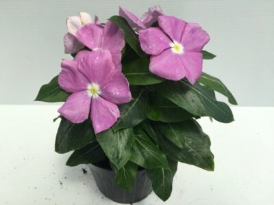 piantina di catharanthus roseus vinca rosea