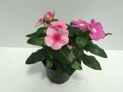 piantina di catharanthus roseus vinca rosea