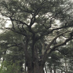 Cedrus libani - adulto