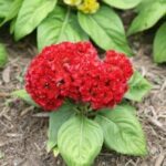 fiori di celosia argentea cristata