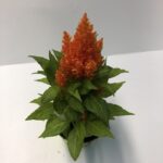 Celosia argentea 'Plumosa - Hopkin' - fiore