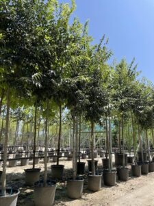 Celtis australis BAGOLARO 12-14