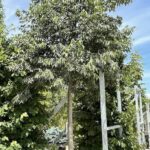 Celtis australis BAGOLARO