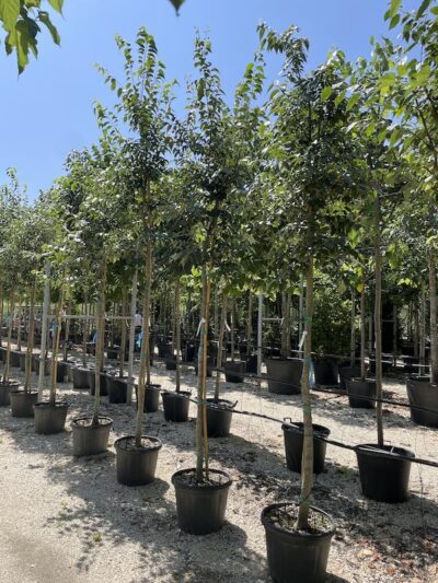 Celtis australis BAGOLARO 8-10
