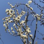 Cercis siliquastrum 'Alba'