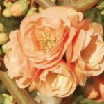 Chaenomoeles superba 'Cameo'