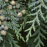 Chamaecyparis lawsoniana