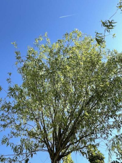 Chioma Salix matsudana 'Tortuosa' SALICE TORTUOSO