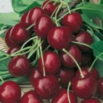 frutti di ciliegio bigarreau burlat